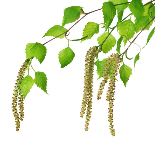 Водно-глицериновый экстракт Березы (почки)    