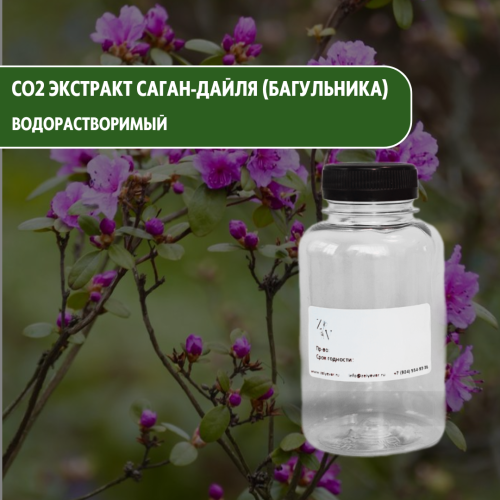 СО2 экстракт Саган-дайля (Багульника) водорастворимый купить